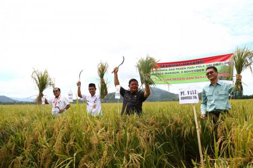 Panen SRI Organik di Kabupaten luwu Timur