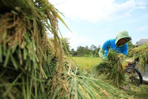 Mengumpulkan hasil panen