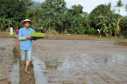 Benih padi SRI Organik