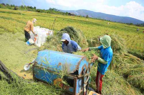 Panen perdana SRI Organik Mahalona