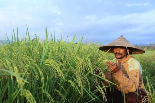 Mengamati padi yang sedang menguning
