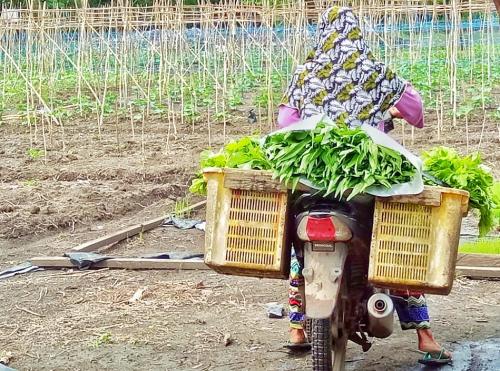 Sayuran sehat untuk keluarga di Pangabuan Timur